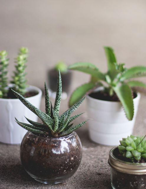 Close-up of various succulents in different types of pots placed on a neutral background, showcasing minimalist modern home decor. Useful for articles on indoor gardening, stylish home decor, and plant care tips in urban living spaces.