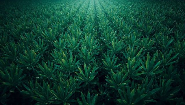 Stretching green crop rows forming geometric pattern on farmland with deep perspective