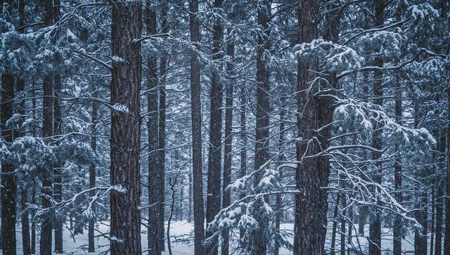 Snow-Dusted Pine Forest with Tall Trunks and Frosted Branches Evoking Winter Silence