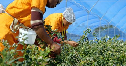 Workers Harvesting Blueberries in Greenhouse Environment