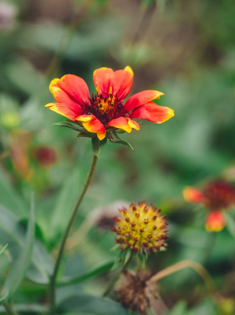Vibrant Red and Yellow Flower Blooming in Garden - Download Free Stock Photos Pikwizard.com