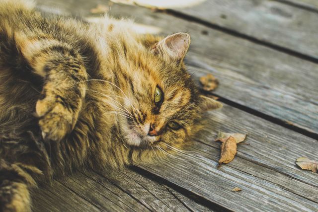 A fluffy tabby cat is lounging on a wooden deck outdoors with fallen leaves visible around. The cat appears relaxed and calm, enjoying the gentle sunlight. This would be perfect for promoting pet care products, calmness and relaxation themes, or nature and seasonal content.