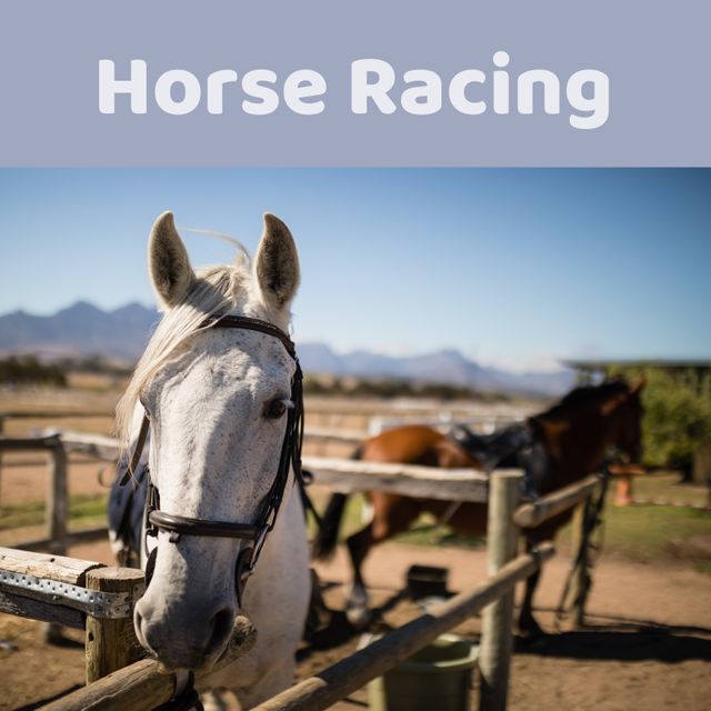 White Horse on Ranch with Horse Racing Text Overlay - Download Free Stock Templates Pikwizard.com