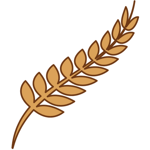 golden grain ear on transparent background symbolizing agriculture - Download Free Stock Videos Pikwizard.com