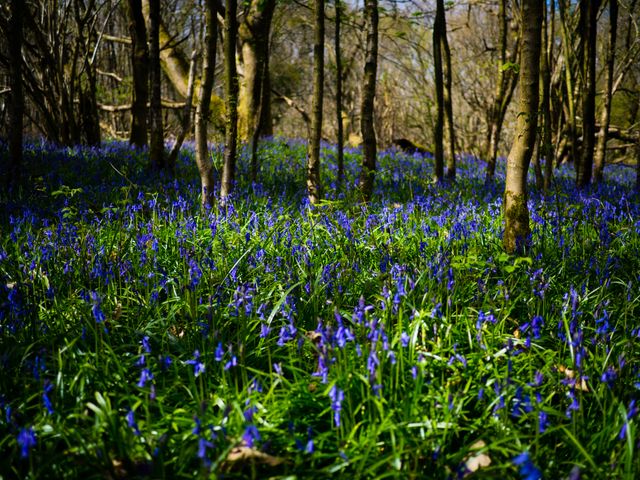 Woodland scene with vibrant bluebells covering forest floor. Lush greenery and tall trees create serene springtime atmosphere. Perfect for nature-related projects, environmental campaigns, and relaxation-themed visuals.