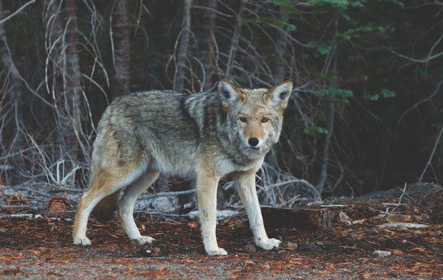 Coyote standing in a dense forest, showing alertness and awareness of its surroundings. Ideal for publications on wildlife, nature, forest ecosystems, and predator behaviors.
