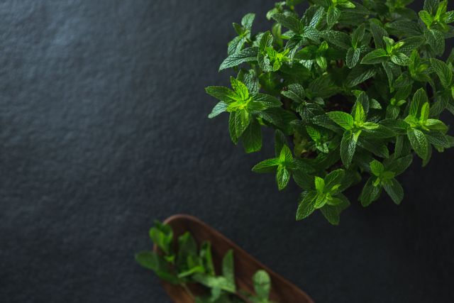 This image features a close-up view of fresh basil herb with vibrant green leaves against a dark background. Ideal for use in culinary blogs, gardening websites, organic food promotions, and health-related content. The contrast between the green leaves and the dark background highlights the freshness and natural beauty of the basil.