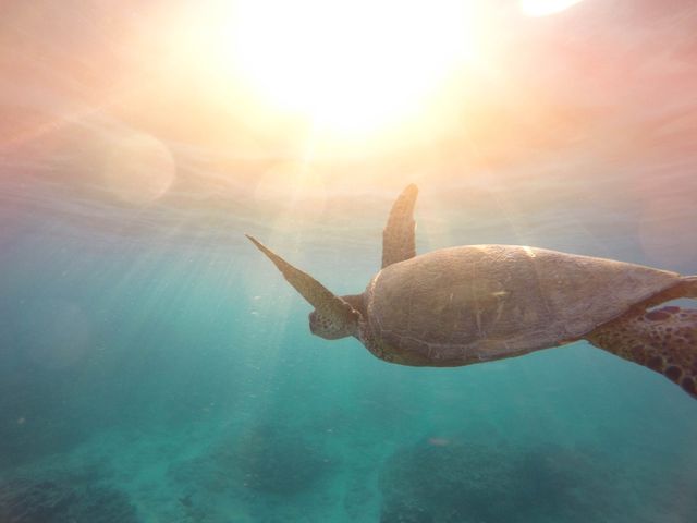 Sea Turtle Swimming Under Sunlit Ocean Water - Download Free Stock Photos Pikwizard.com