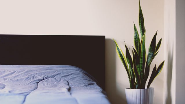 Room showcases minimalist interior design, with potted plant beside neatly made bed. Perfect for articles or advertisements on home decor, modern living spaces, bedroom designs, or indoor plant styling.