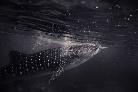 Underwater small fish gliding whale shark in ocean