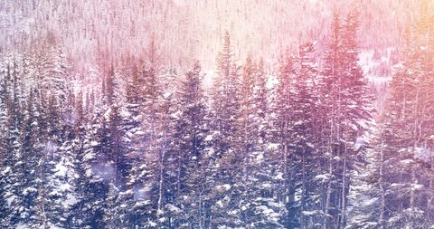 Winter Forest Filled with Snow-Covered Fir Trees - Download Free Stock Images Pikwizard.com