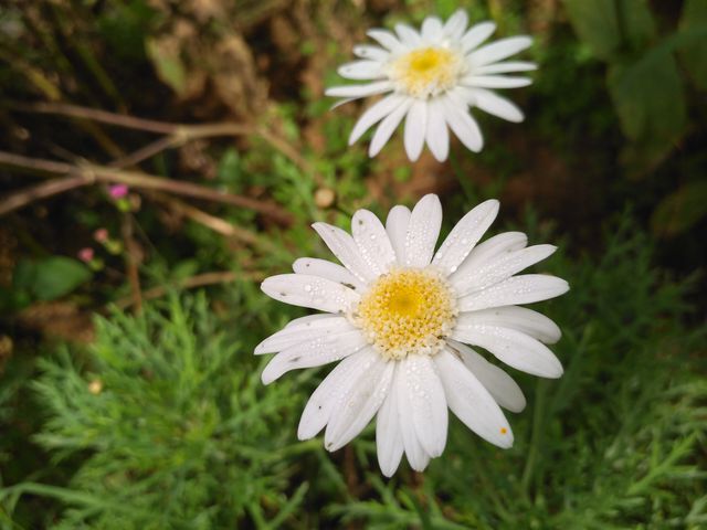 Two white daisies with yellow centers in focus surrounded by greenery. Dew drops are visible on the petals, suggesting a fresh morning atmosphere. Ideal for nature themes, gardening blogs, spring-related content, or relaxation and tranquility concepts.