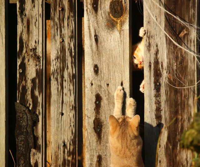 Two Cats Interacting Through Wooden Fence - Download Free Stock Photos Pikwizard.com
