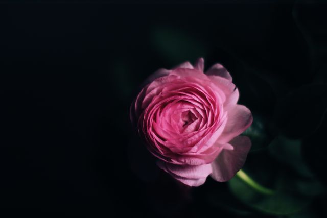 Close-Up of Pink Blooming Flower on Dark Background - Download Free Stock Photos Pikwizard.com