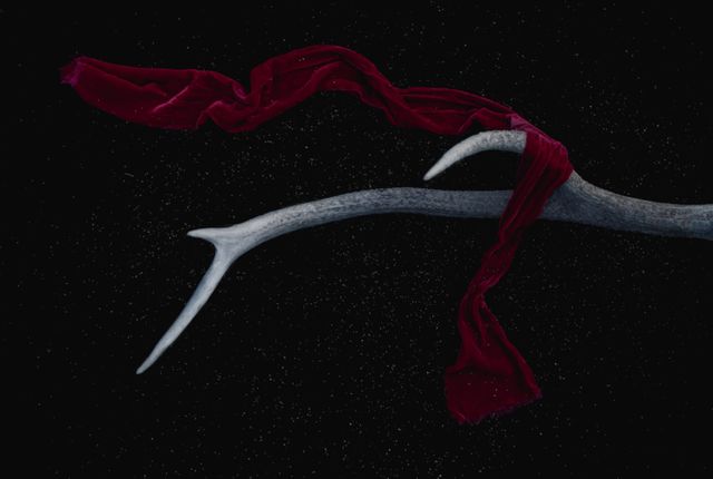 The image shows a red velvet ribbon draped over a deer antler against a dark, black background. This evokes a sense of elegance and contrast. It can be used for minimalist designs, decor concepts, artistic displays, or texture studies.