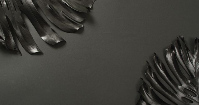Black monstera plant leaves on dark grey background with copy space - Download Free Stock Photos Pikwizard.com