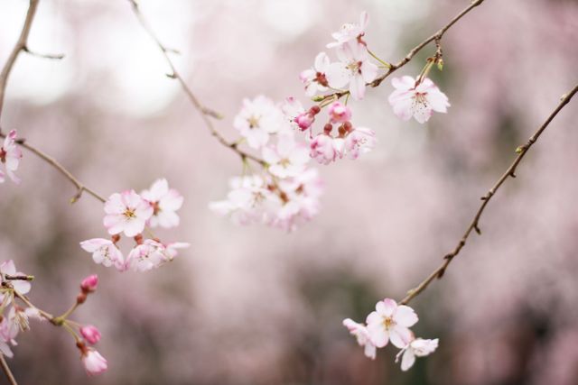 Cherry blossoms in full bloom on a branch with blurred background. Perfect for nature-themed projects, spring promotions, garden enthusiasts, romantic backdrops, or lifestyle blog visuals showcasing the beauty of blooming flowers.