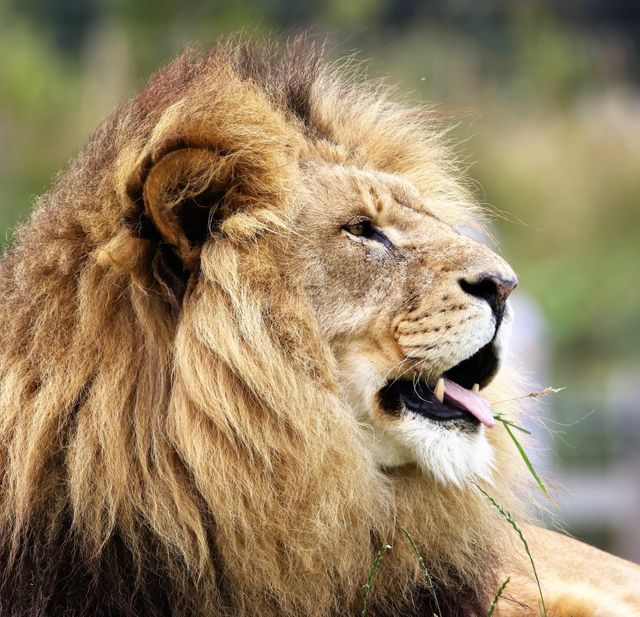 Close Up of Lion Intensely Staring with Tongue Out in Natural Habitat - Download Free Stock Photos Pikwizard.com