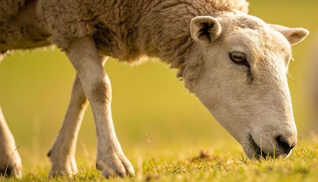 Sheep grazing closeup lowering head nibbling grass in golden sunlit pasture
