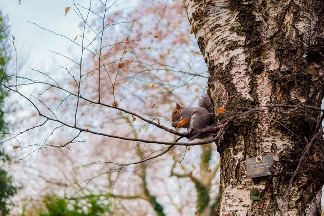 Squirrel perched on a tree branch eating among autumn foliage. Ideal for themes of wildlife observation, nature conservation, tranquil parks, changing seasons, or animal behavior studies. Suitable for advertisements, nature blogs, educational materials, and greeting cards.