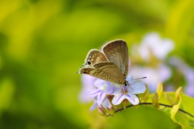 Brown Butterfly Perched on Purple Flower in Vibrant Green Garden - Download Free Stock Photos Pikwizard.com