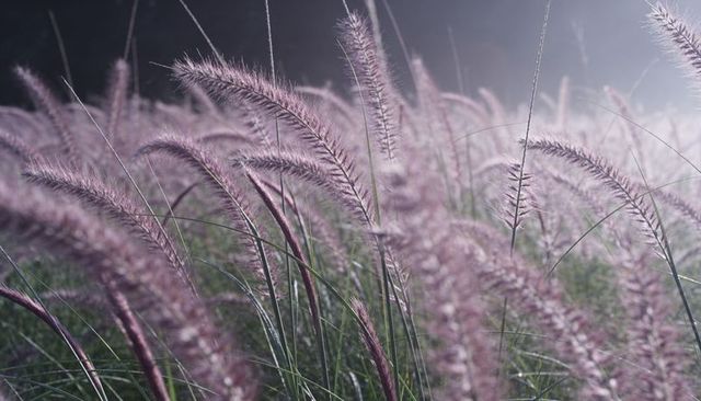 Swaying purple fountain grass with feathery plumes backlit by morning dew and soft haze