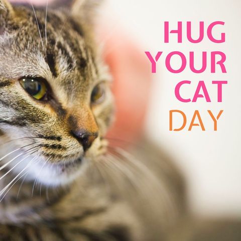 Tabby Cat Close-Up with Hug Your Cat Day Message - Download Free Stock Templates Pikwizard.com
