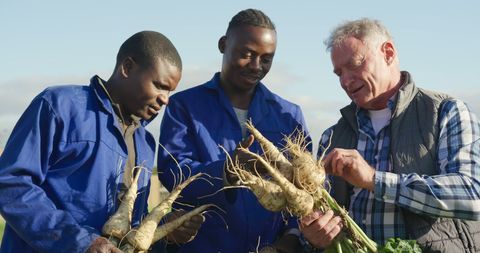 Farmers examining root crop harvest in field for quality assessment