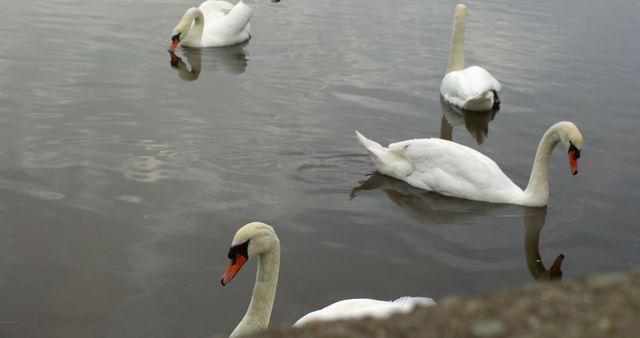 Elegant white swans gliding on a tranquil lake with their reflections gently rippling in the water. Ideal for concepts of grace, peace, nature, and the beauty of wildlife. Perfect for nature magazines, wildlife documentaries, relaxation publications, and environmental campaigns.