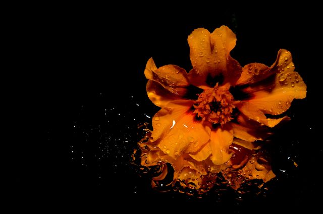 Orange marigold is adorned with water droplets on a black background creating high contrast. Ideal for use in nature-themed projects, floral displays, backgrounds, digital wallpapers, and decorative prints. Conveys beauty, elegance, and freshness.