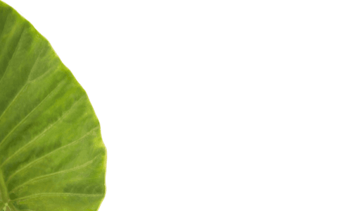 green leaf overlay on transparent background - Download Free Stock Videos Pikwizard.com