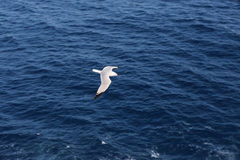 White seagull soaring over deep blue ocean waves midflight conveying freedom and solitude