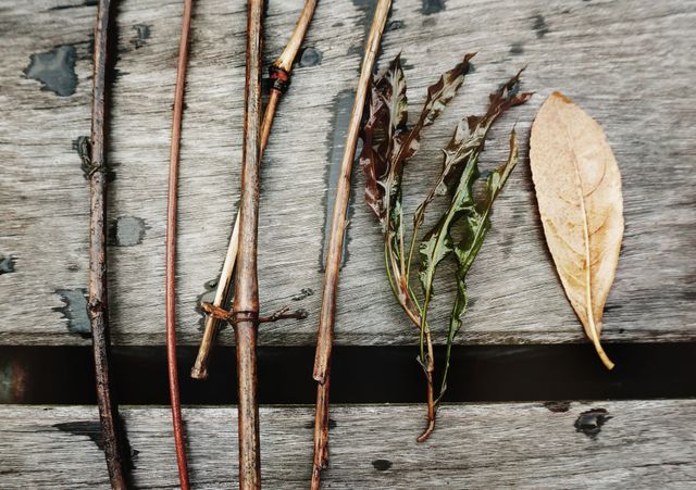 Fresh sticks and dried leaves lining up on rustic wooden background, showing natural textures and exploration. Perfect for nature themes, educational materials, botanical studies, décor inspiration, and rustic design projects.