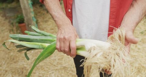 Holding Fresh Organic Leeks in Garden Ready for Harvest