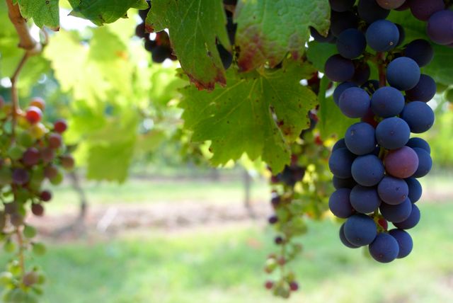 Lush Vineyard Grapes on Vine in Summer - Download Free Stock Photos Pikwizard.com
