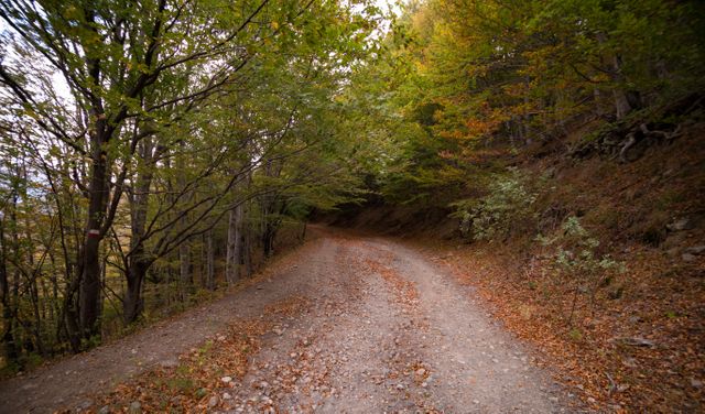 Beautiful dirt road through a forest in autumn. Lush green and orange leaves create a tranquil atmosphere, ideal for a peaceful walk, hiking, or nature photography. Perfect for promoting outdoor activities and nature escape travel experiences.