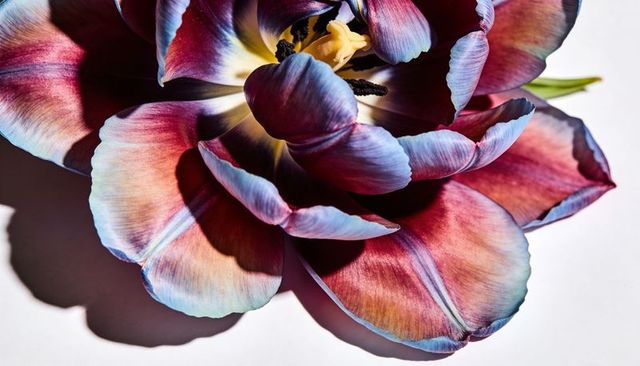 Multicolor tulip blossom revealing dark stamens, pale pistil and dramatic petal gradient