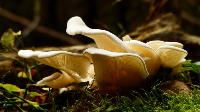 Close-Up of White Mushrooms Growing on Forest Floor - Download Free Stock Photos Pikwizard.com