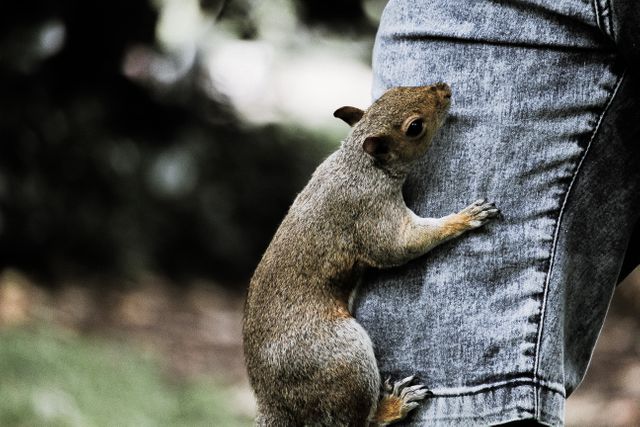 This image captures a squirrel climbing a person's denim-clad leg in an outdoor environment, showcasing an interaction between wildlife and humans. The scene radiates a natural, rustic feel, making it a great choice for topics about wildlife, nature interactions, or outdoor activities. Use it for blog posts, educational materials on animal behavior, or articles featuring human-wildlife relationships.
