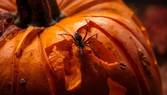 Black Spider on Carved Pumpkin: Spooky Halloween Decoration