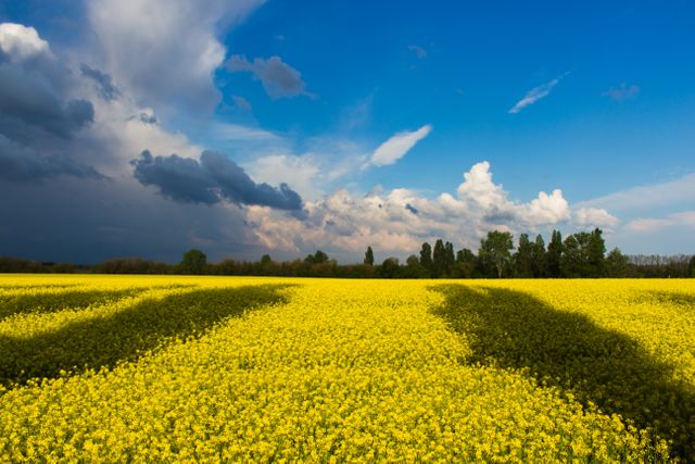 This picturesque scene shows a vast field of blooming canola under a striking blue sky filled with dramatic clouds. Ideal for use in agricultural publications, nature-themed websites, brochures promoting rural tourism, or backgrounds for landscape art pieces.