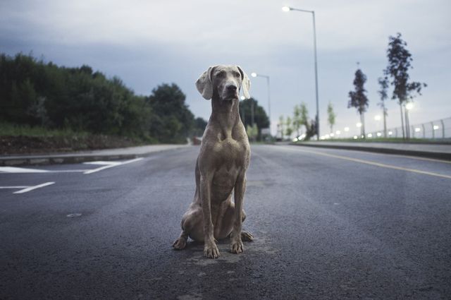 Dog Sitting in Middle of Empty Street at Dusk - Download Free Stock Photos Pikwizard.com