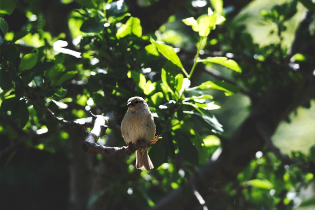 Small Bird Perching on Tree Branch in Sunlit Forest - Download Free Stock Photos Pikwizard.com