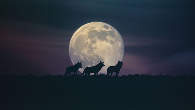 Three Wolves Silhouetted by Full Moon Against Purple Sky