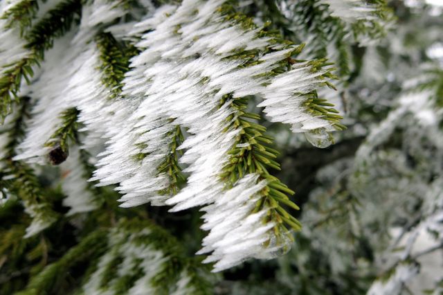 Detailed view of pine needles covered in snow and frost, capturing the essence of winter. Ideal for use in seasonal campaigns, holiday postcards, nature-themed projects, or educational materials about winter weather patterns and plant adaptations. Can also be used for environmental conservation promotional material.