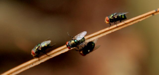 Macro shot showing group of flies perched on thin twig. Highlighting intricate details like wings and red eyes. Useful for educational materials on insects, wildlife documentation, or ecological studies. Can be used in content related to nature photography, entomology, or environmental topics.