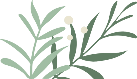 minimalist transparent botanical illustration with mint and olive sprigs - Download Free Stock Videos Pikwizard.com