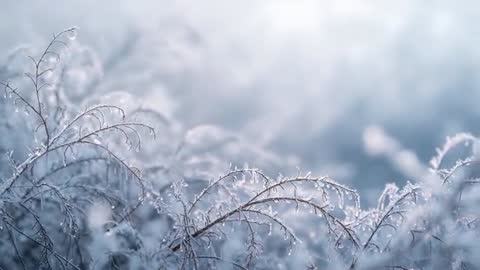 Swaying frosted grass stems sparkling with ice crystals in cold meadow at soft dawn light