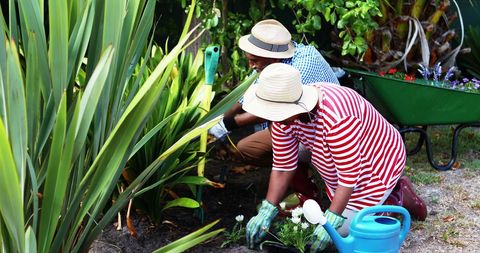 Senior Couple Joyfully Gardening with Landscaping Plants and Tools