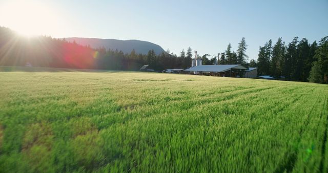 A vast green field stretches towards a farmhouse nestled among trees, with the sun casting a warm glow over the serene landscape. This rural setting evokes a sense of tranquility and the beauty of agricultural life.